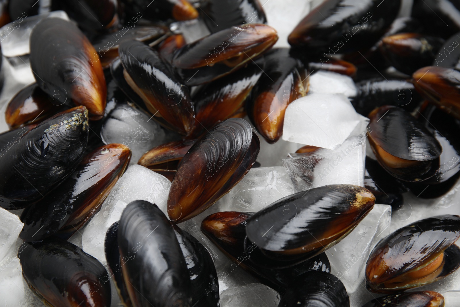 Photo of Raw mussels with ice as background, closeup