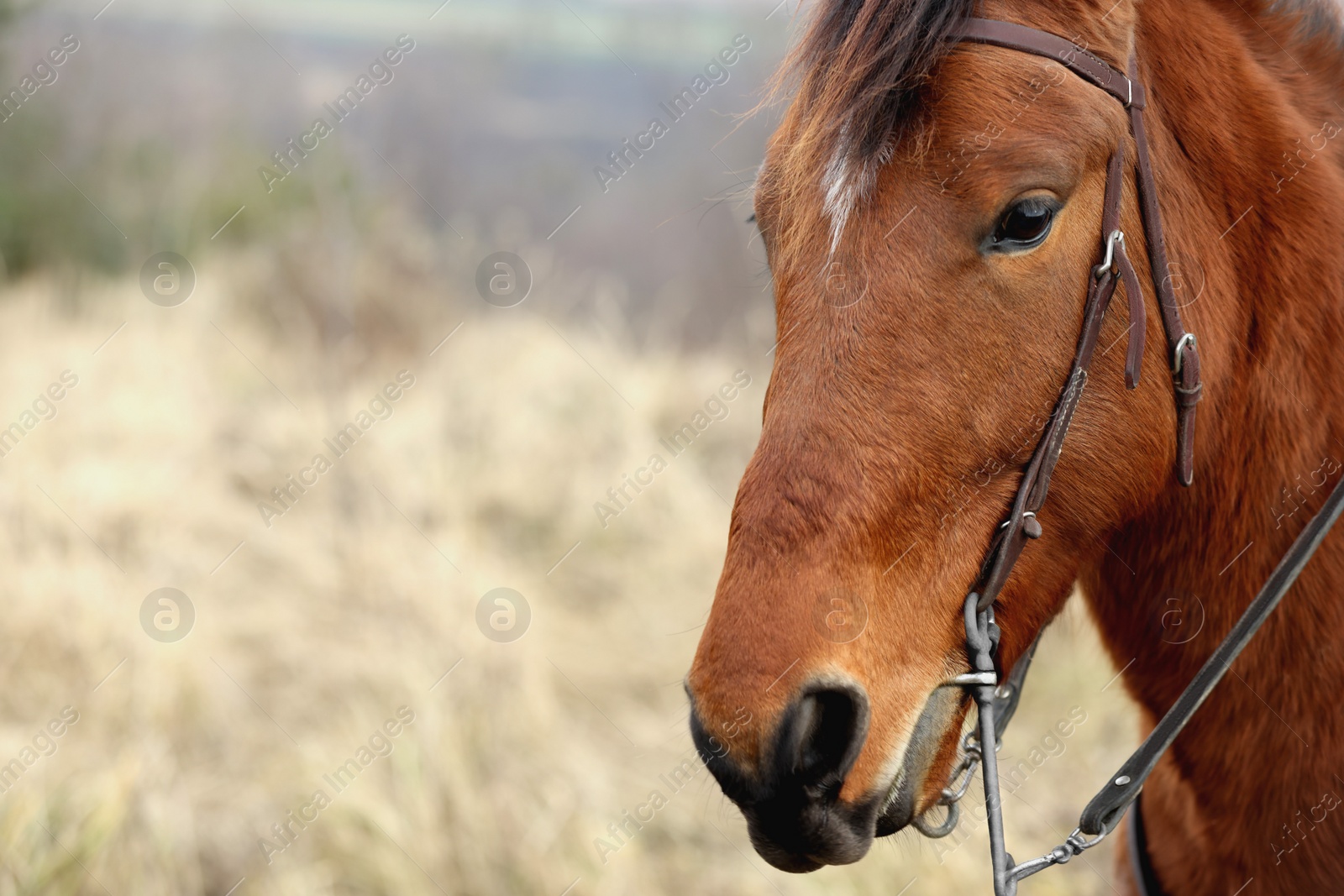 Photo of Adorable chestnut horse outdoors, closeup with space for text. Lovely domesticated pet
