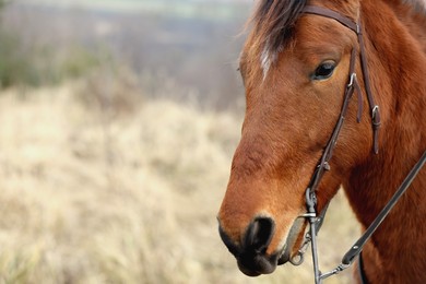 Adorable chestnut horse outdoors, closeup with space for text. Lovely domesticated pet