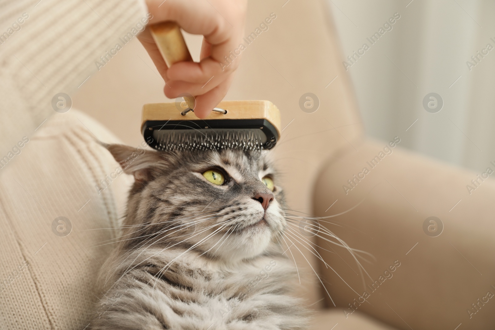 Photo of Woman brushing Maine Coon cat at home, closeup. Space for text