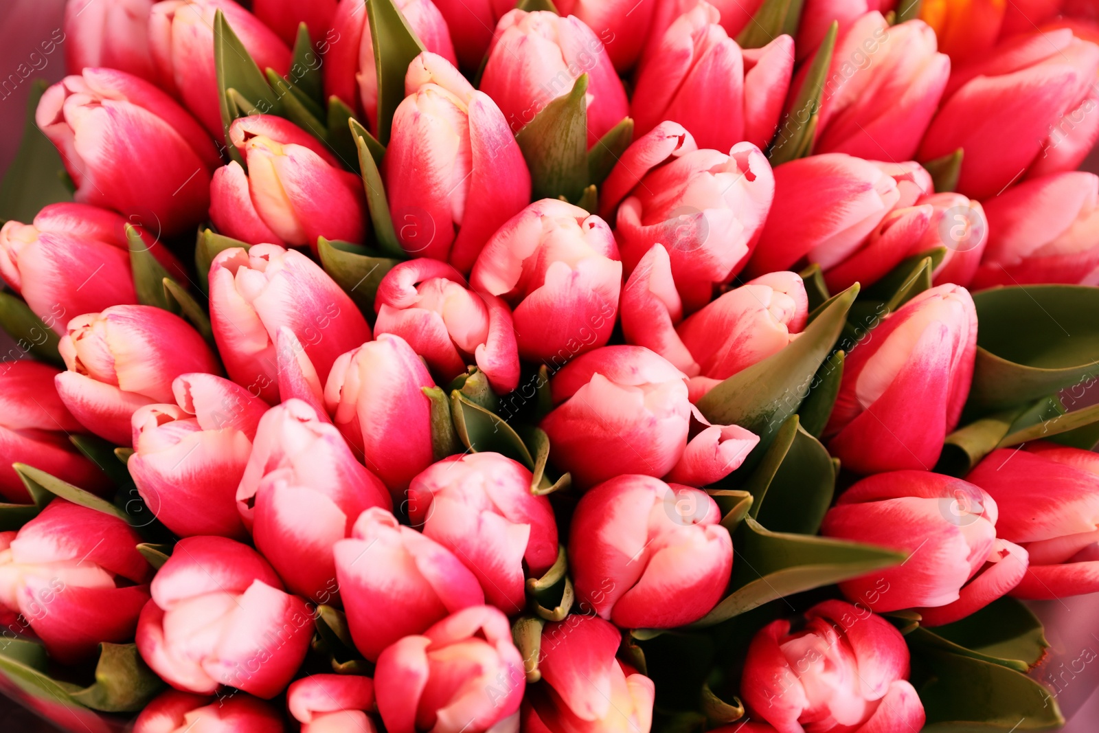 Photo of Beautiful fresh tulips as background, closeup. Floral decor