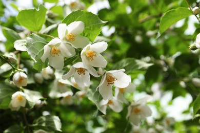 Photo of View of beautiful blossoming jasmine bush outdoors