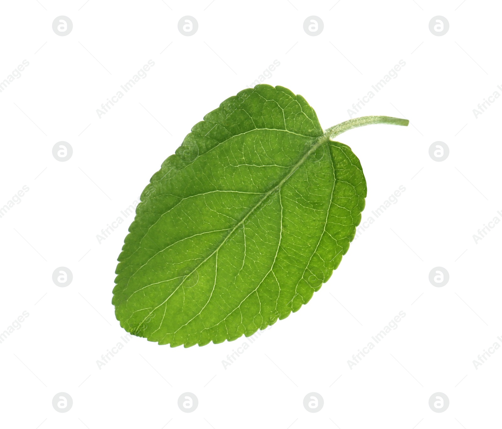 Photo of Green leaf of apple tree isolated on white