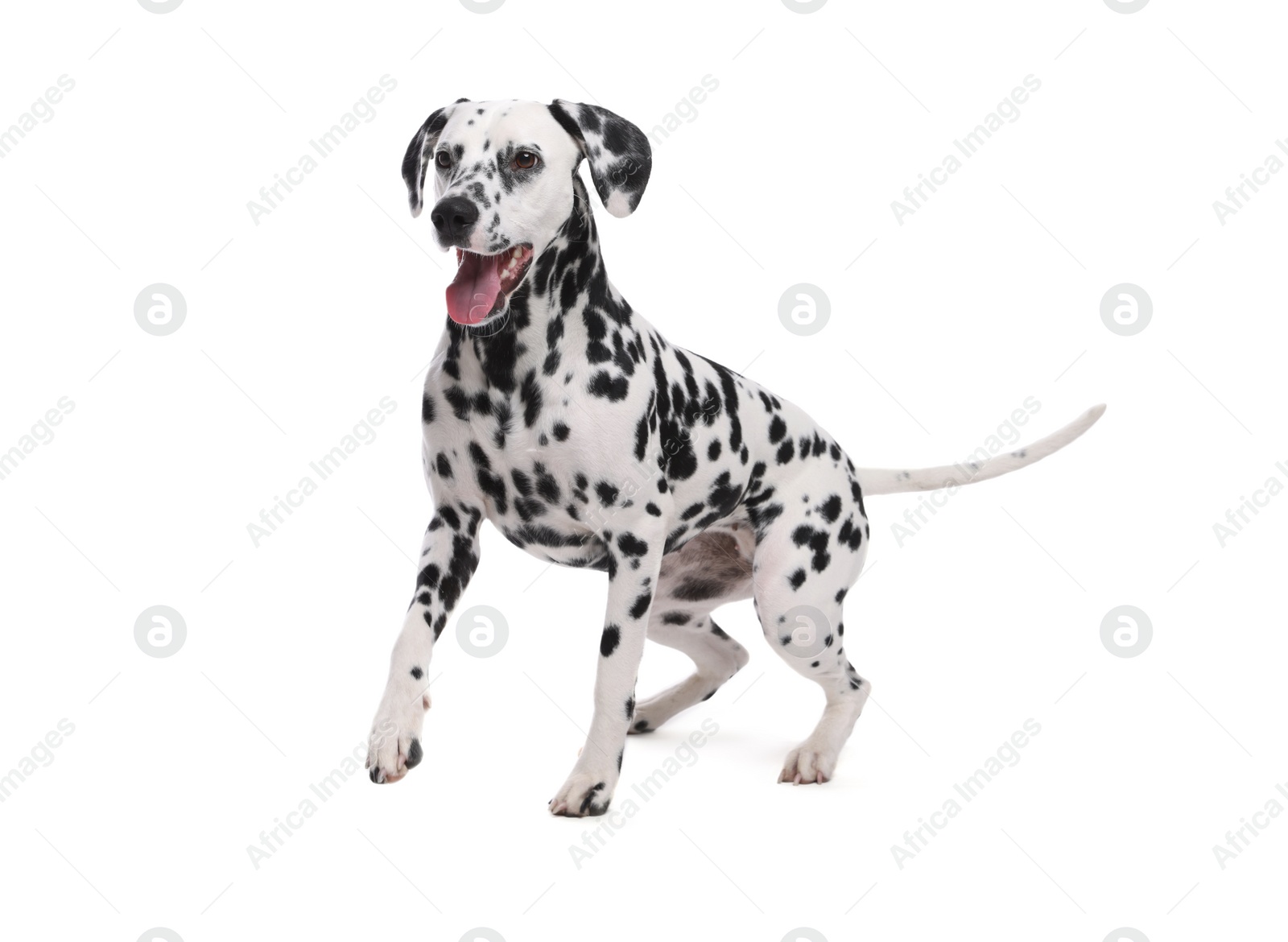 Photo of Adorable Dalmatian dog on white background. Lovely pet