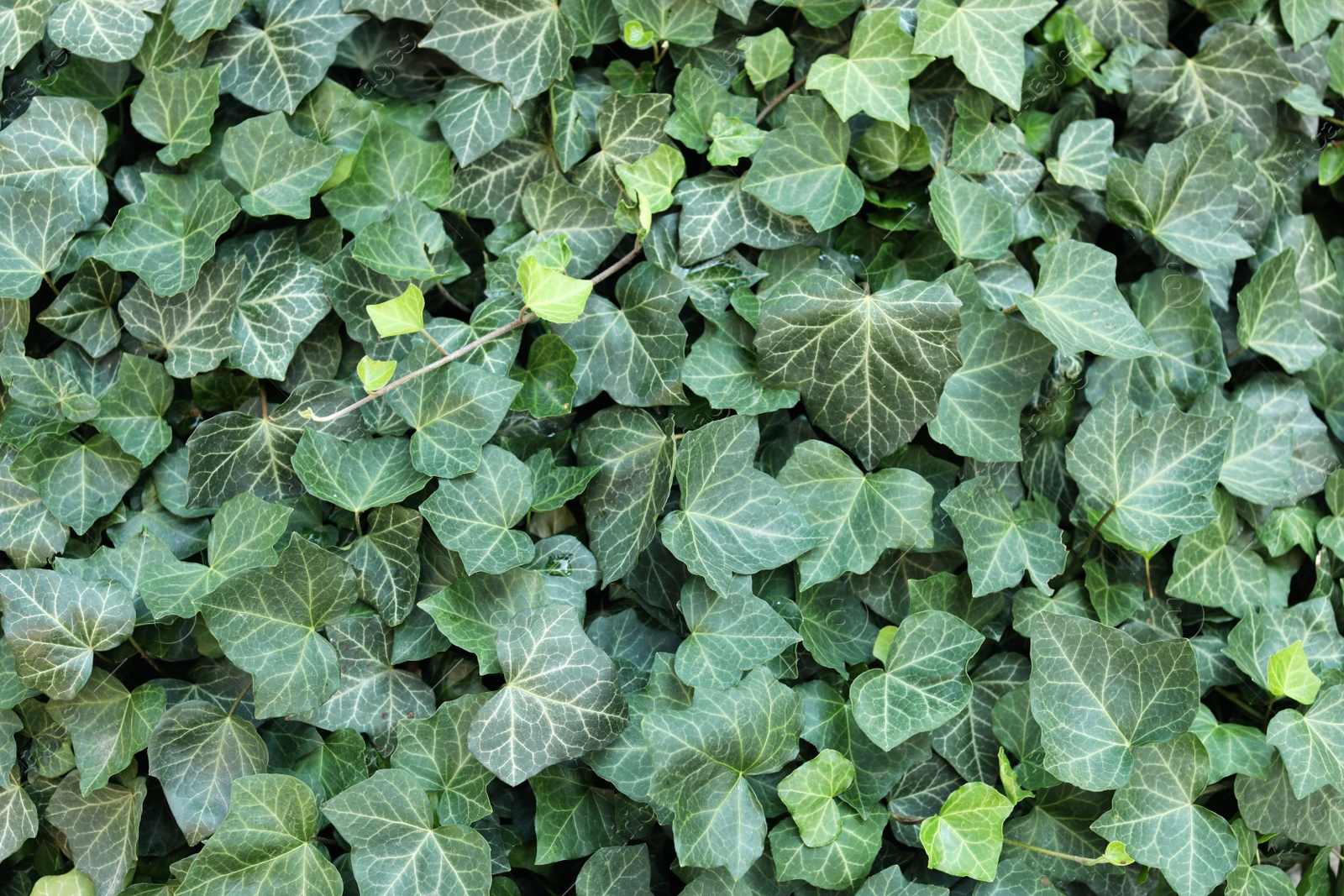 Photo of Green ivy vine with lush leaves as background
