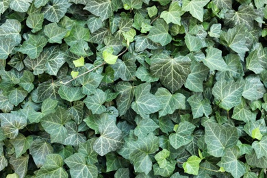Green ivy vine with lush leaves as background