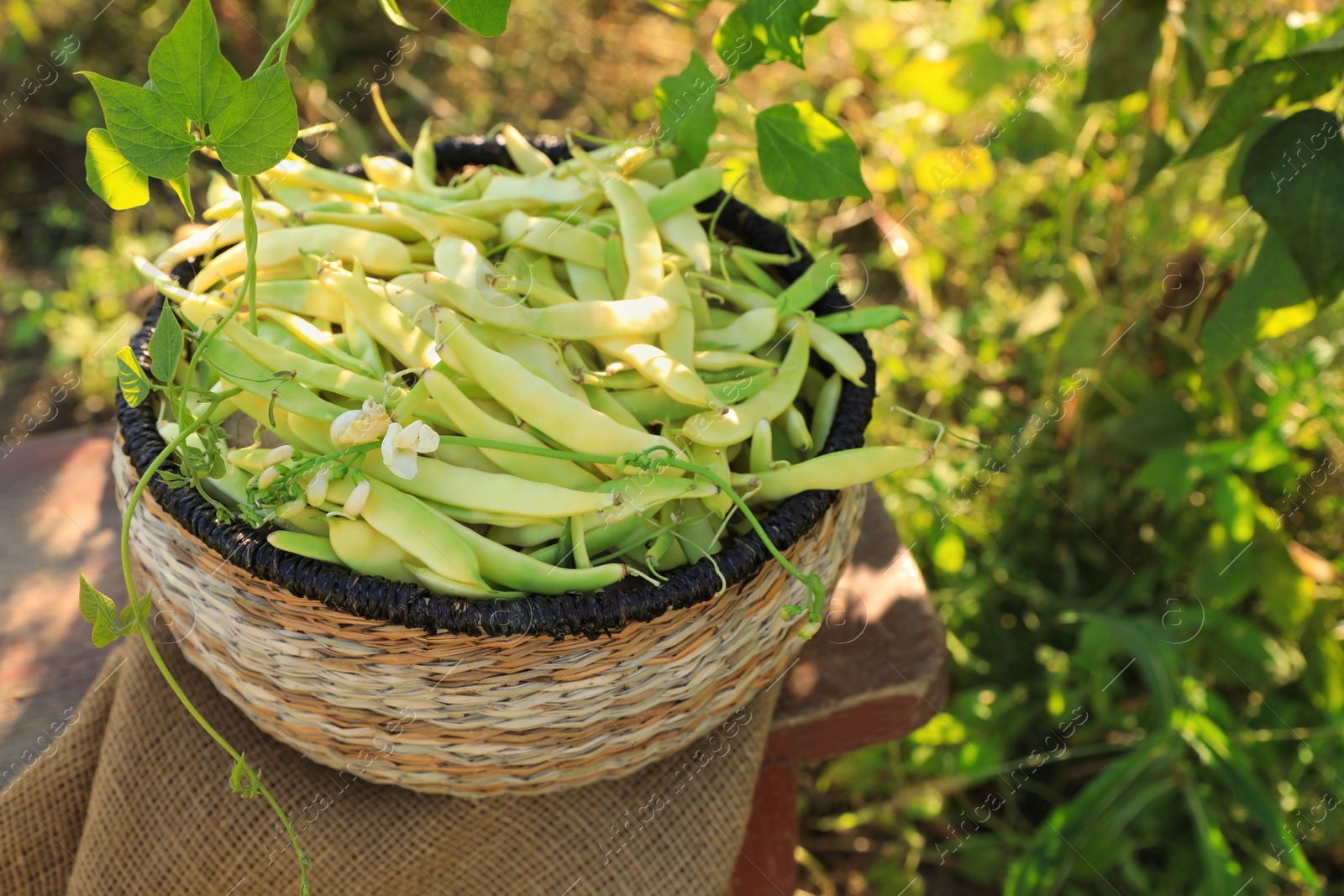 Photo of Wicker basket with fresh green beans on stool in garden