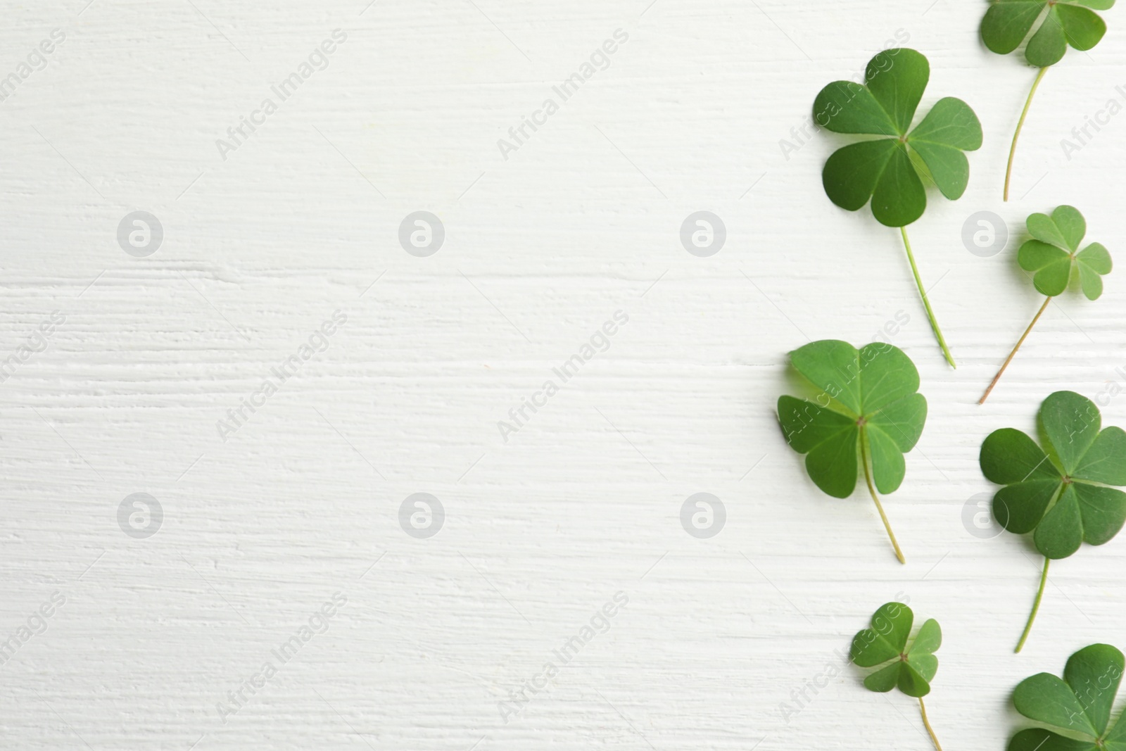 Photo of Clover leaves on white wooden table, flat lay with space for text. St. Patrick's Day symbol