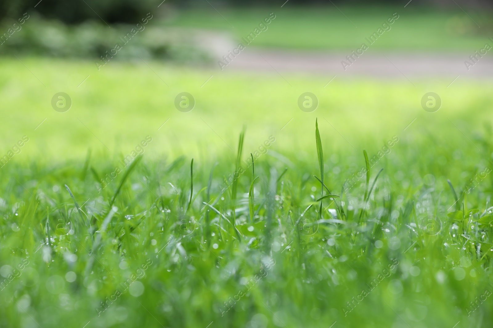 Photo of Fresh green grass with water drops growing on meadow in summer, closeup