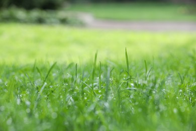 Photo of Fresh green grass with water drops growing on meadow in summer, closeup