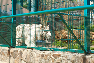 Photo of Bengal white tiger at enclosure in zoo on sunny day