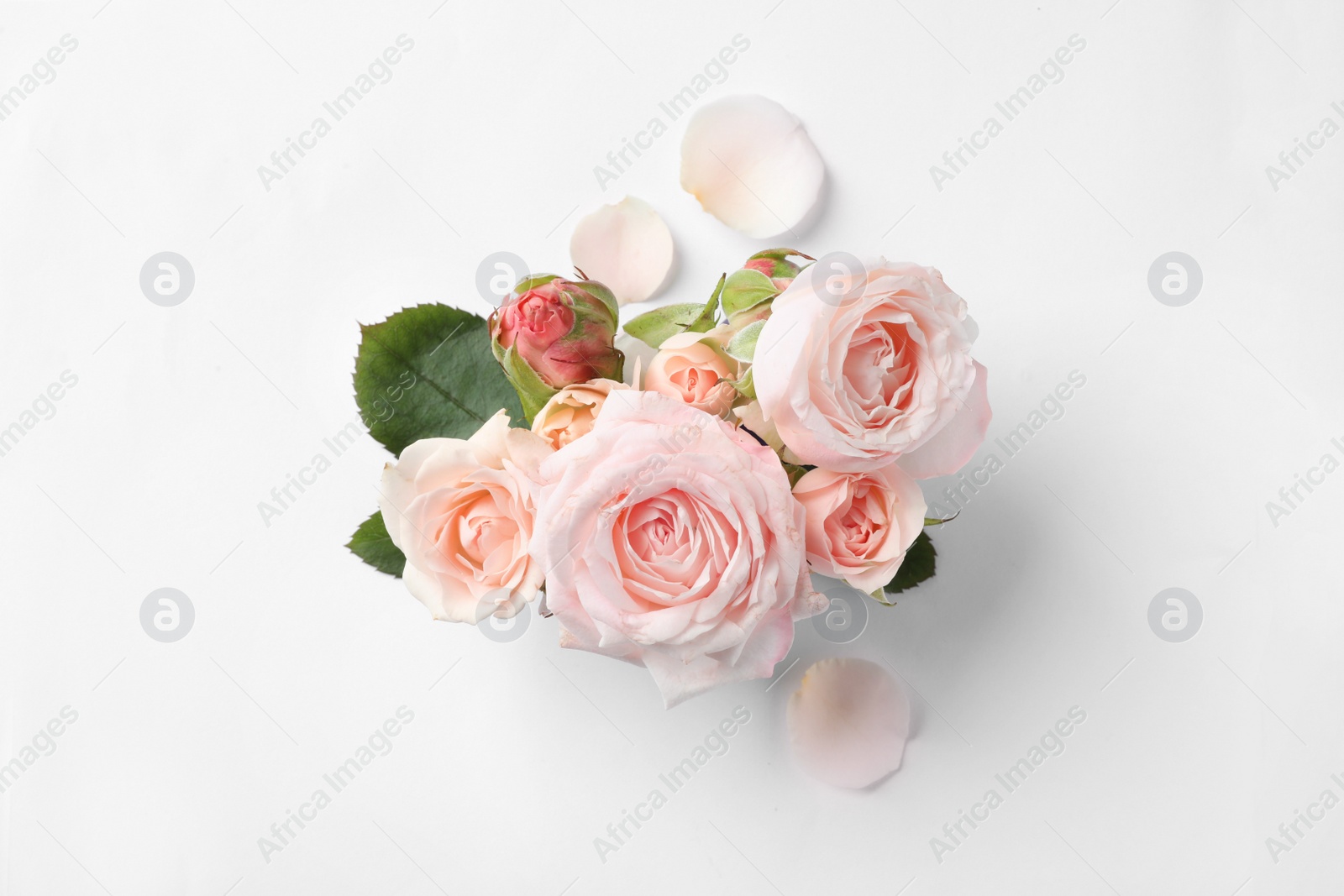 Photo of Beautiful roses on white background, top view