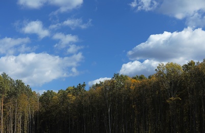 Beautiful forest landscape on bright sunny day