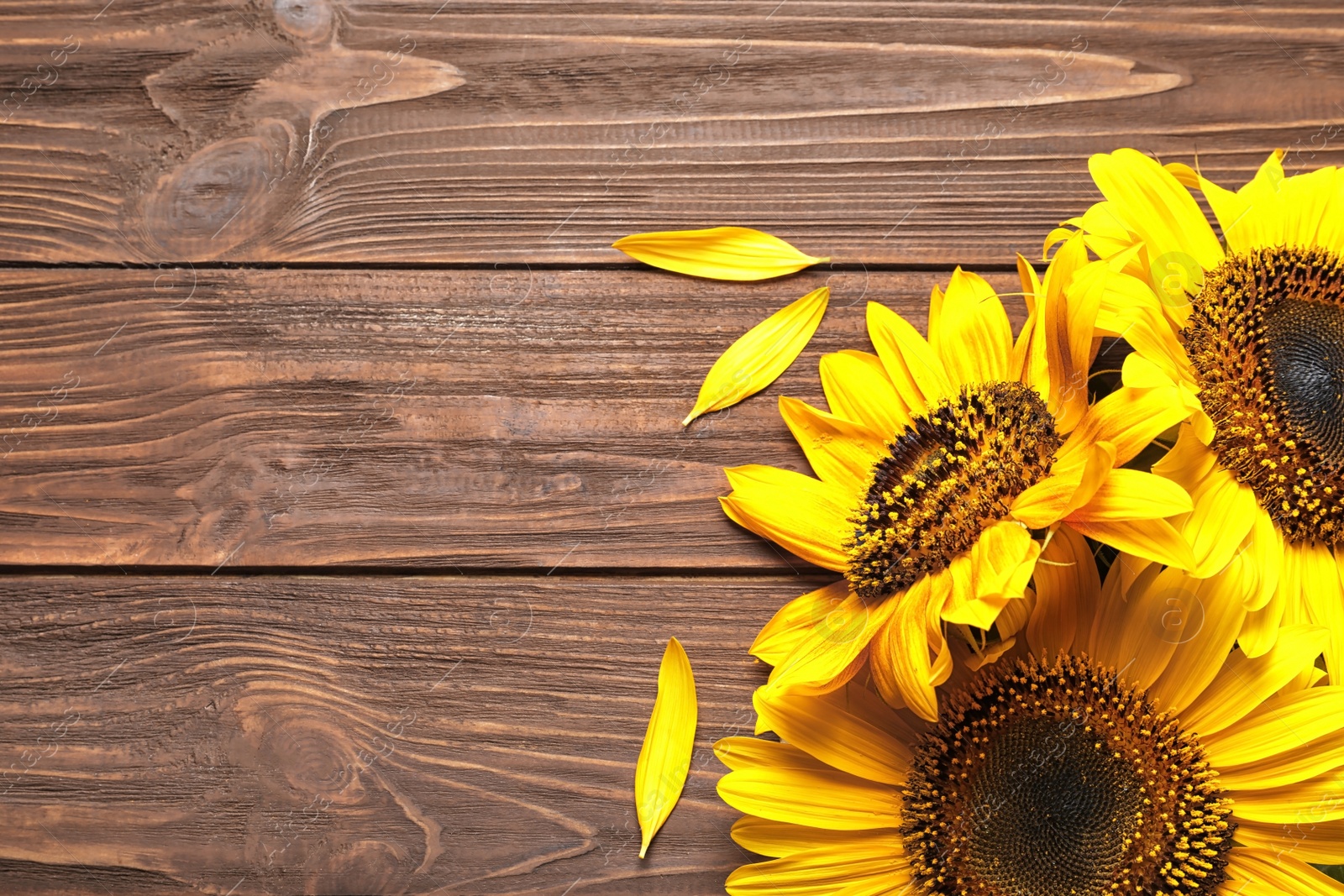 Photo of Beautiful bright sunflowers on wooden background, top view