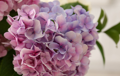 Bouquet of beautiful hydrangea flowers indoors, closeup