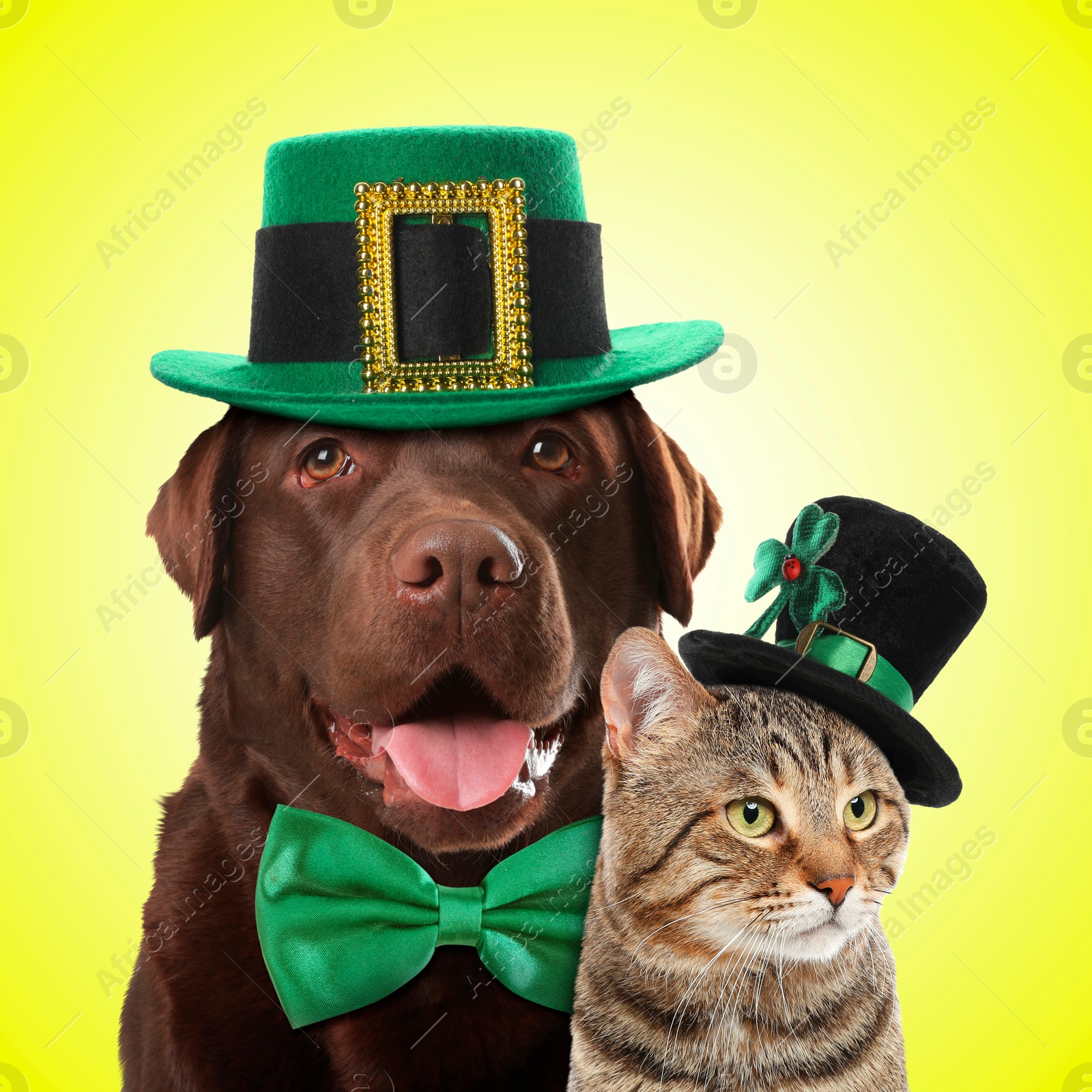Image of St. Patrick's day celebration. Cute dog and cat with green leprechaun hats on yellow background
