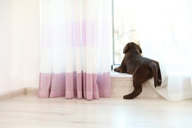 Photo of Chocolate Labrador Retriever puppy on  windowsill indoors