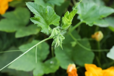 Photo of Green pumpkin vine with leaves in garden, closeup view