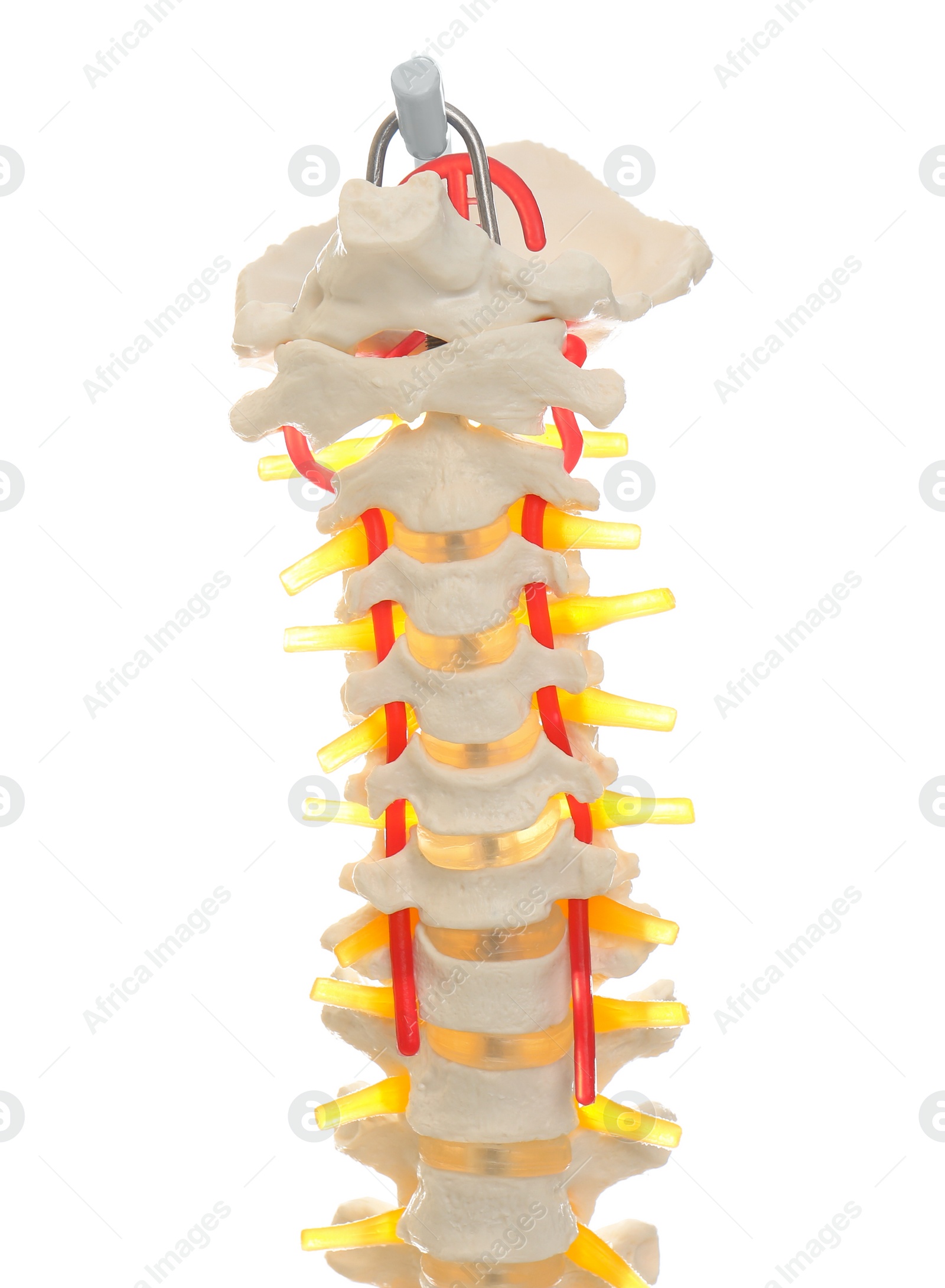 Photo of Artificial human spine model isolated on white, closeup