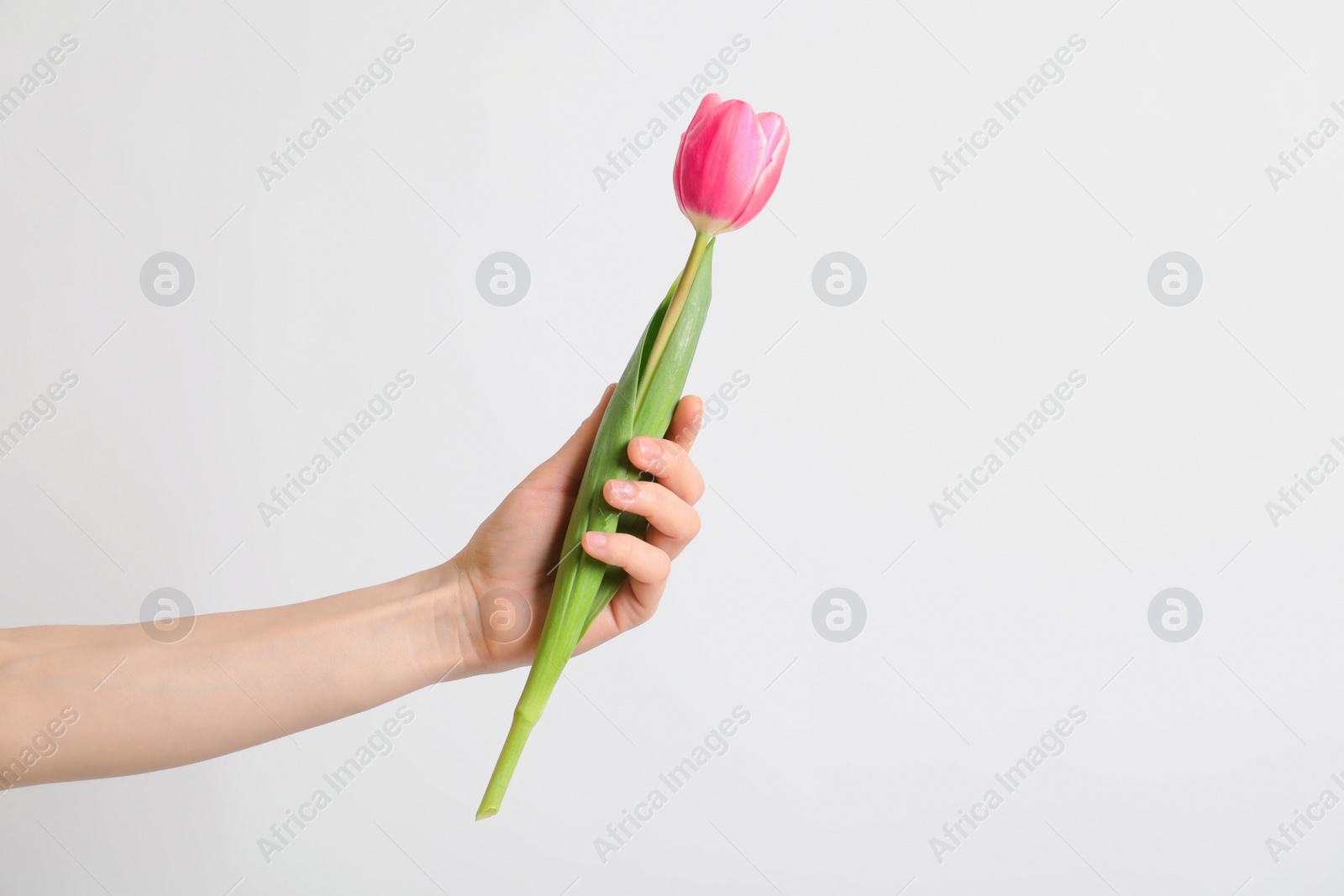 Photo of Girl holding beautiful spring tulip on light background, closeup. International Women's Day