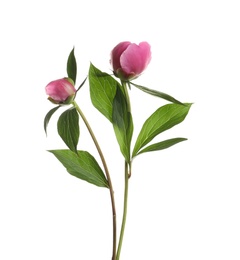 Bright peony on white background. Beautiful spring flower