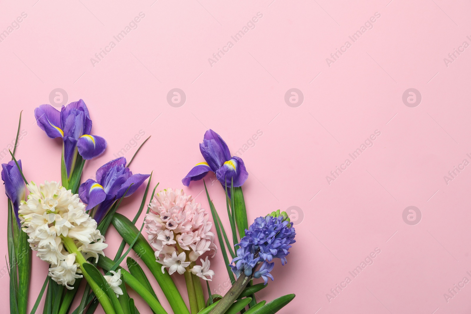 Photo of Flat lay composition with spring flowers on pink background. Space for text