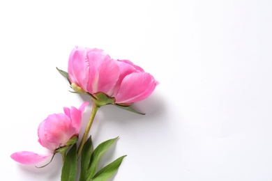 Fragrant peonies on white background, top view. Beautiful spring flowers