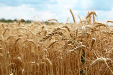 Photo of Ripe wheat spikes in agricultural field, closeup