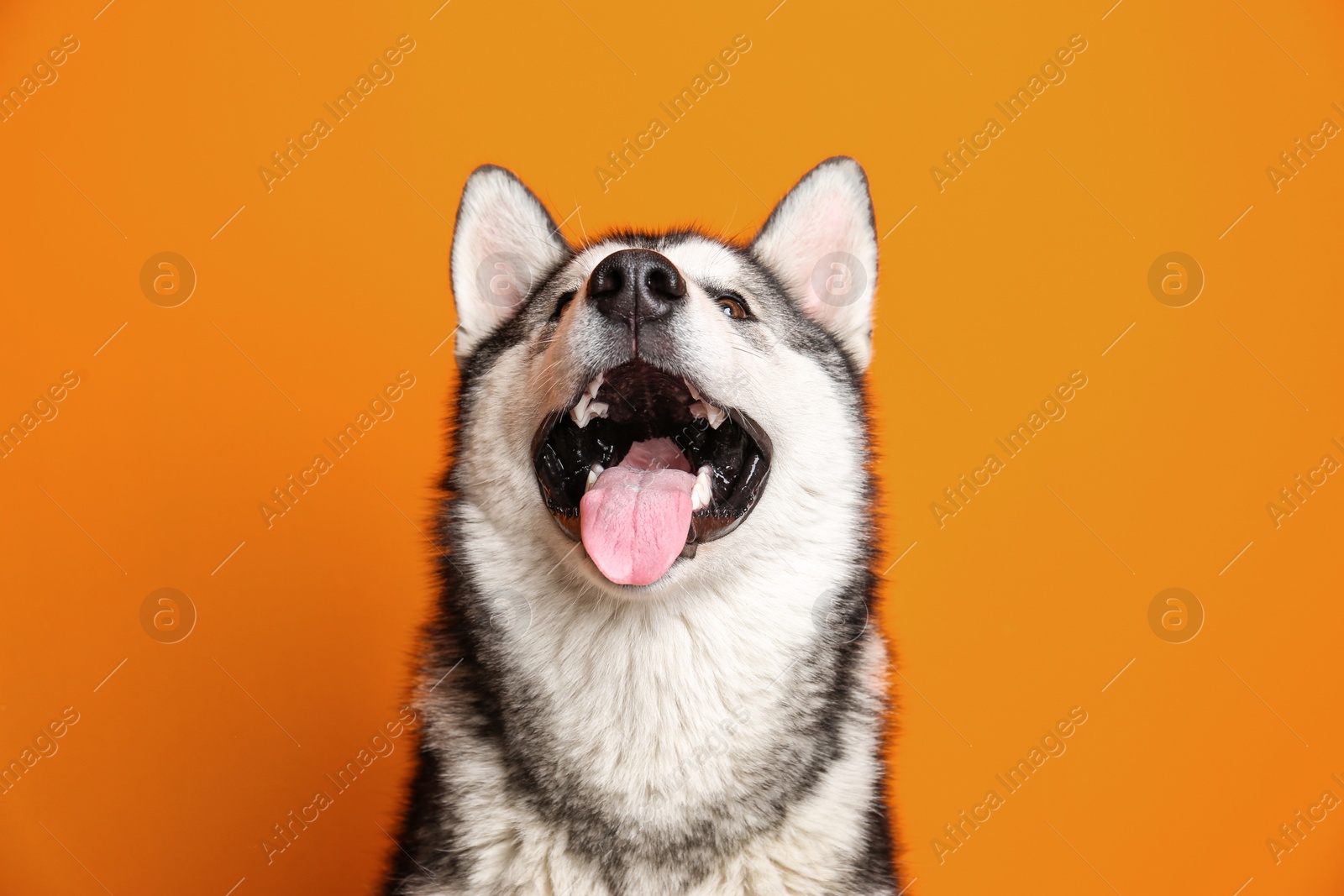 Photo of Cute Alaskan Malamute dog on color background