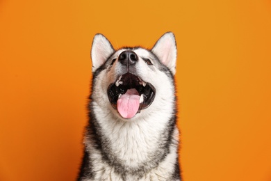 Cute Alaskan Malamute dog on color background