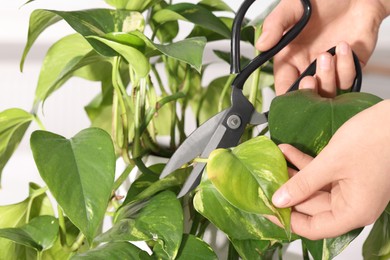 Photo of Woman cutting damaged leaf from houseplant, closeup