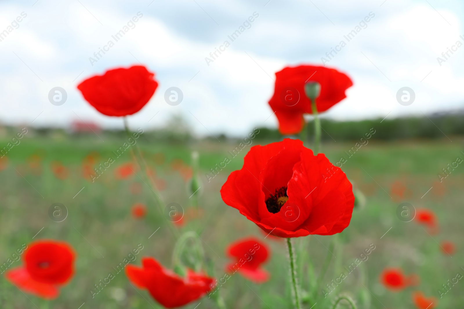 Photo of Beautiful red poppy flowers growing in field, closeup. Space for text