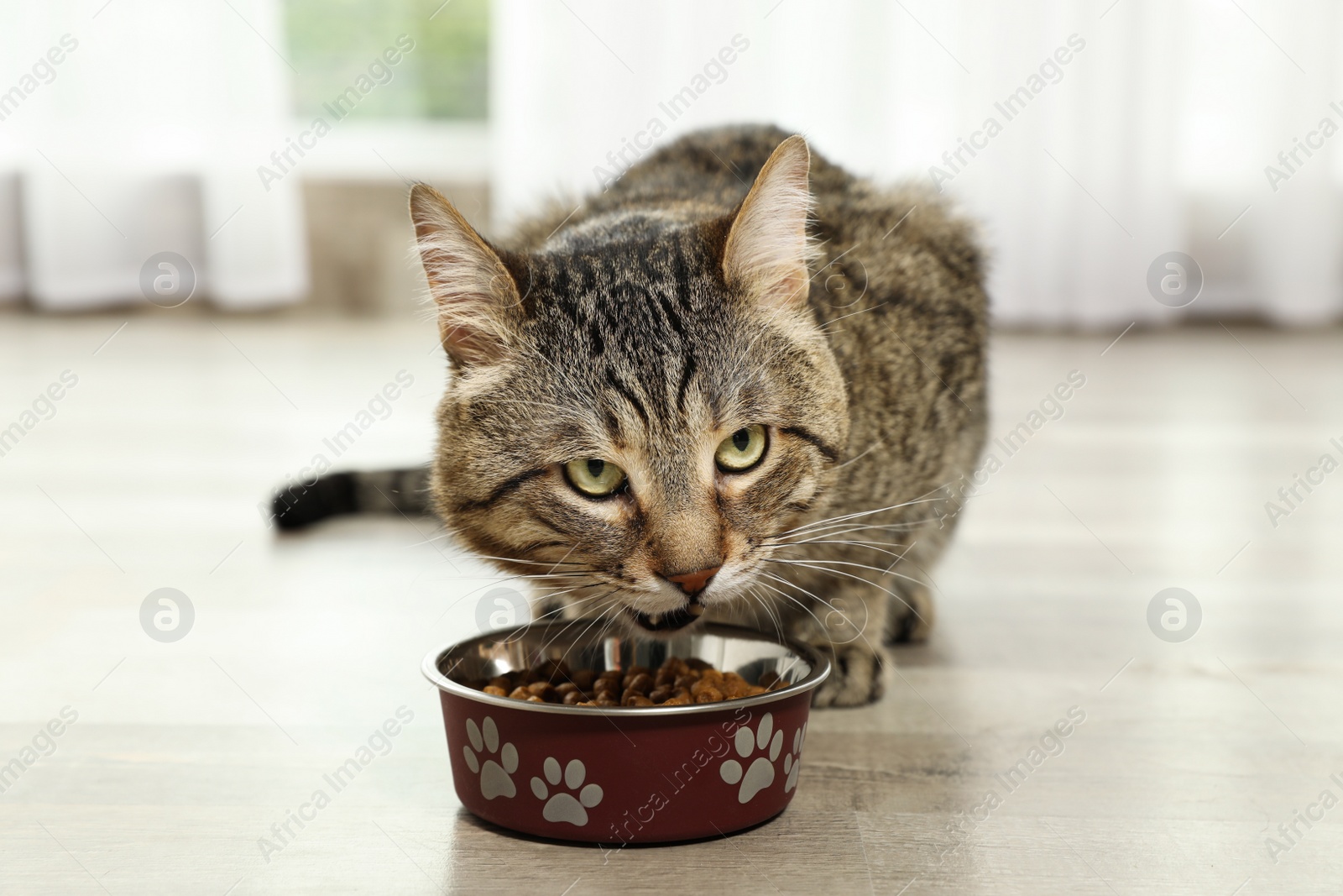 Photo of Cute tabby cat eating dry food on floor indoors. Friendly pet