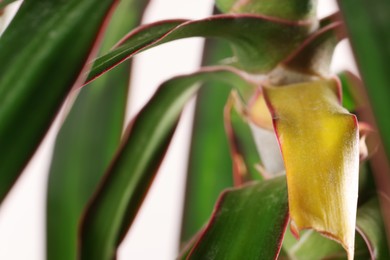 Potted houseplant with damaged leaves, closeup view