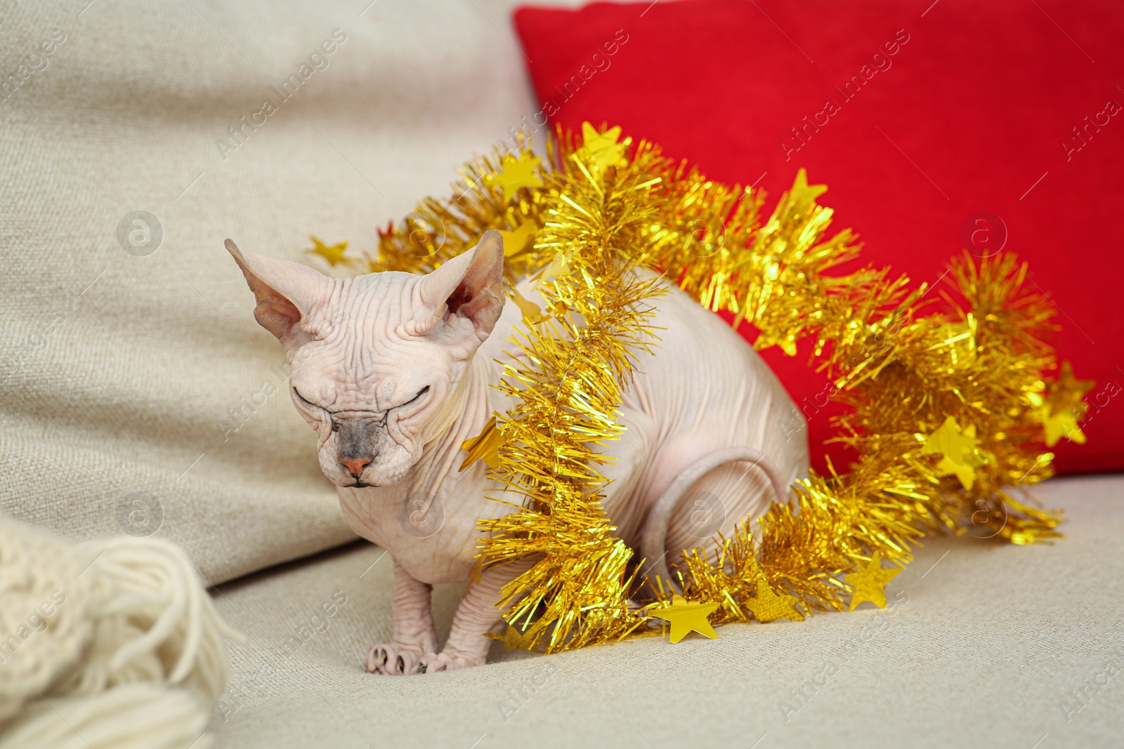 Photo of Adorable Sphynx cat with golden tinsel on light couch