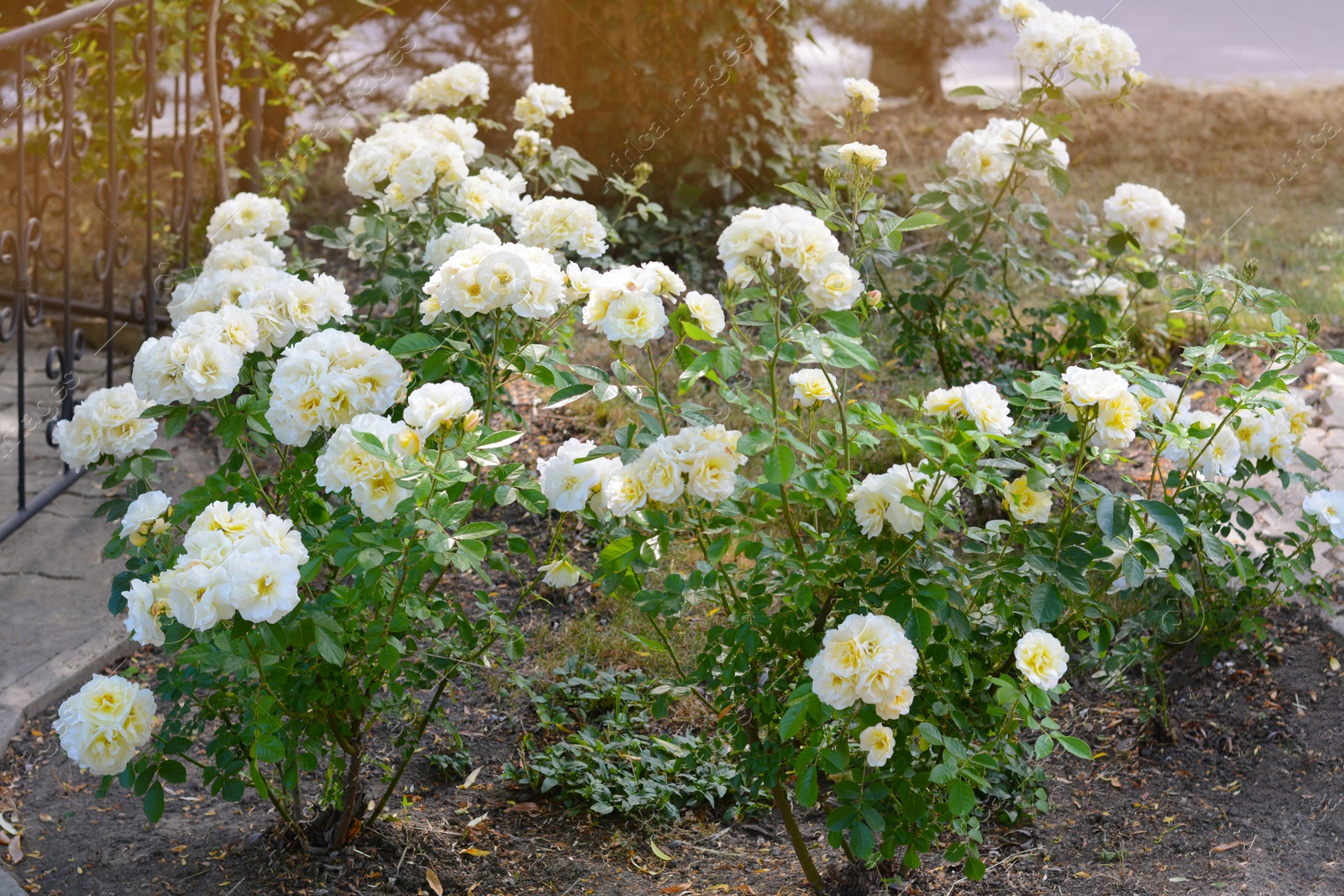 Photo of Bushes with beautiful roses in garden on summer day