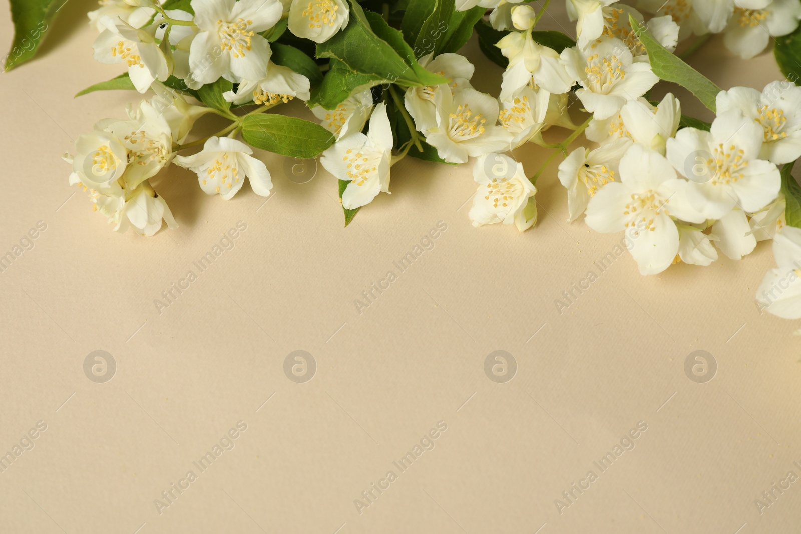 Photo of Aromatic jasmine flowers and green leaves on beige background, above view. Space for text