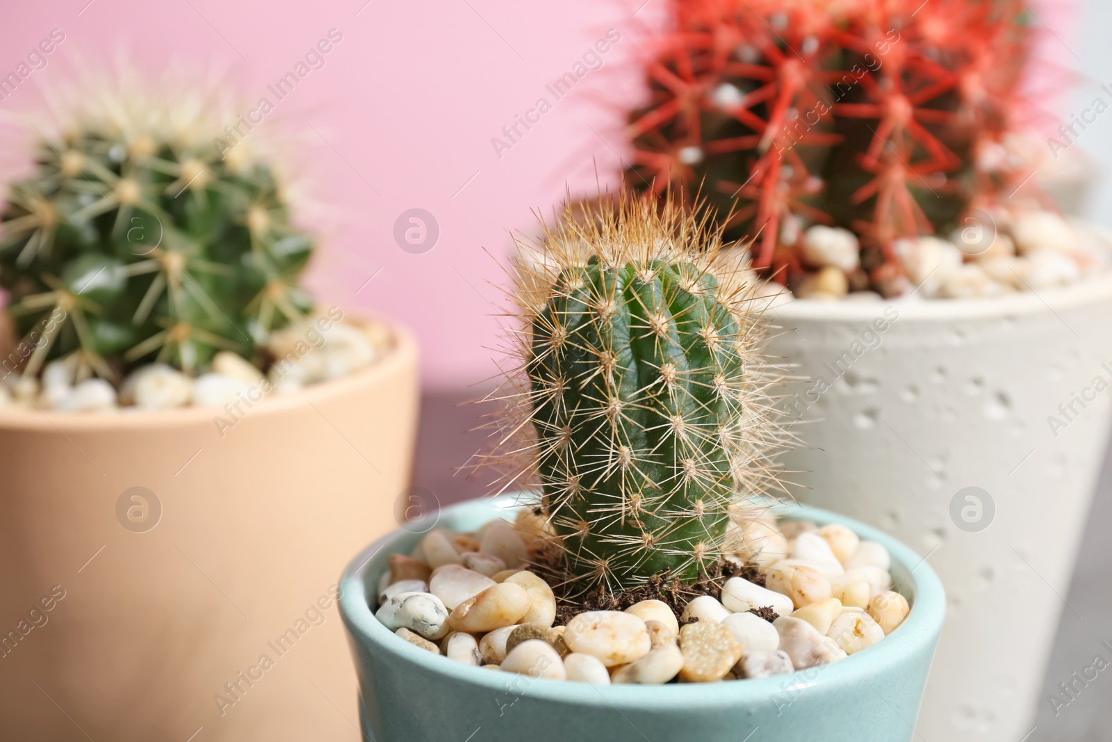 Photo of Beautiful cacti, closeup