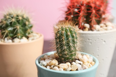 Beautiful cacti, closeup