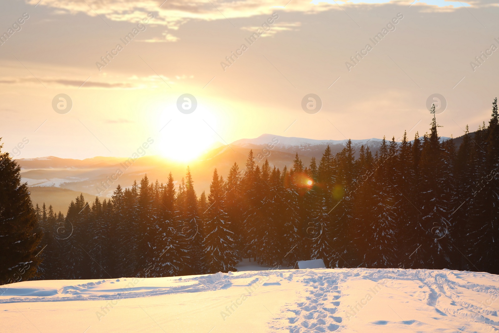 Photo of Picturesque view of winter conifer forest at sunset