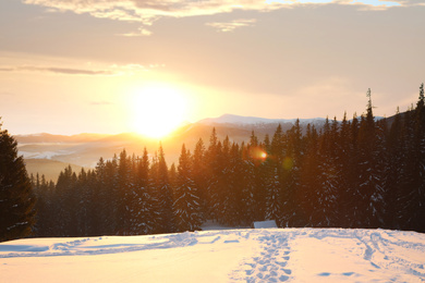 Photo of Picturesque view of winter conifer forest at sunset