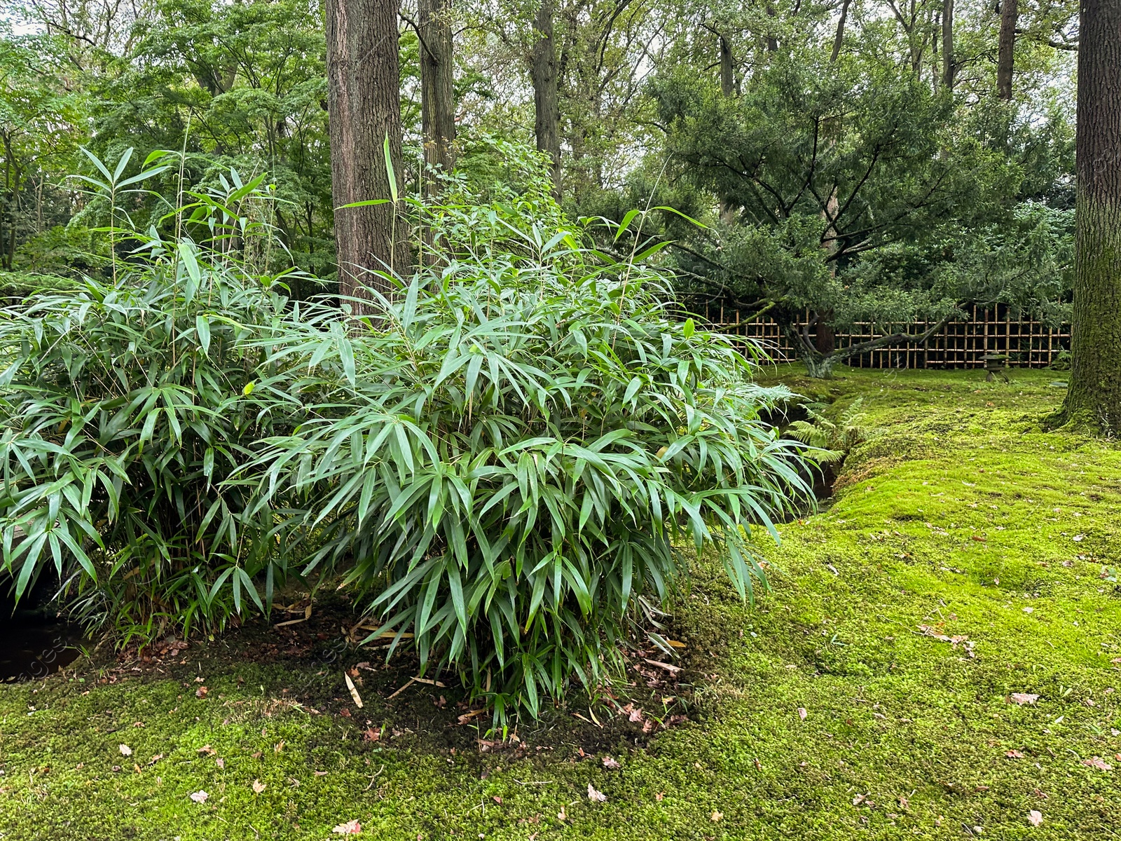 Photo of Bright moss and other plants in park