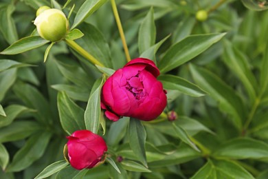 Photo of Closeup view of peony plants with different buds outdoors