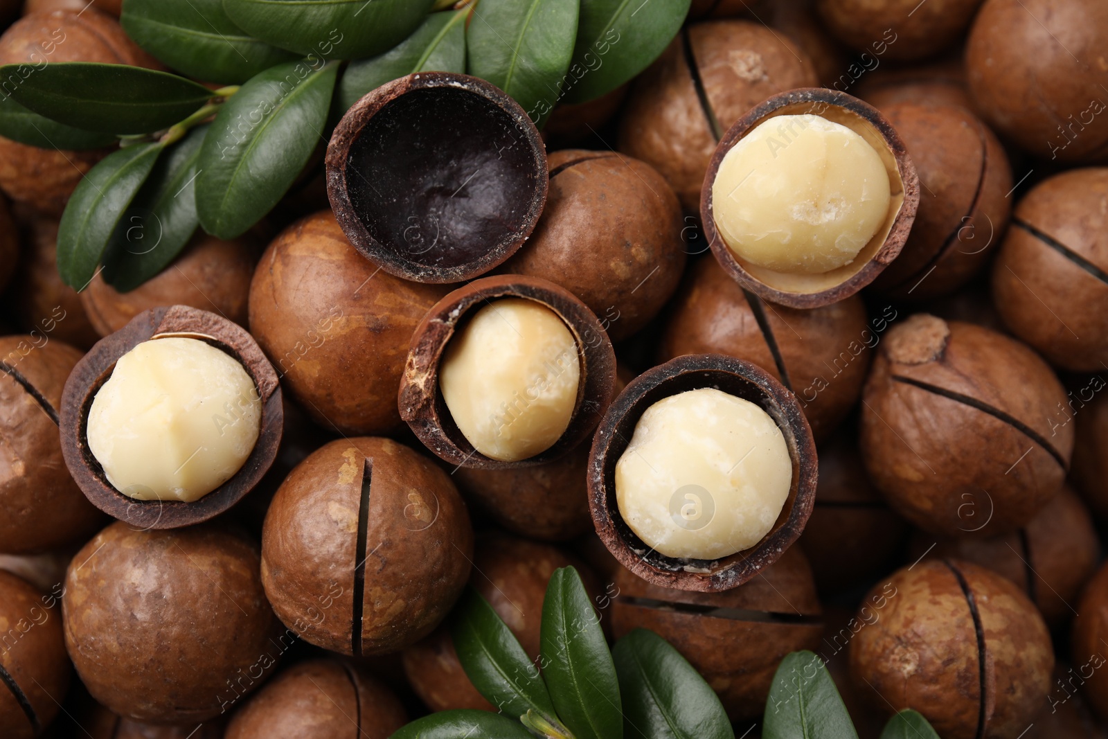 Photo of Tasty Macadamia nuts and green twigs as background, top view