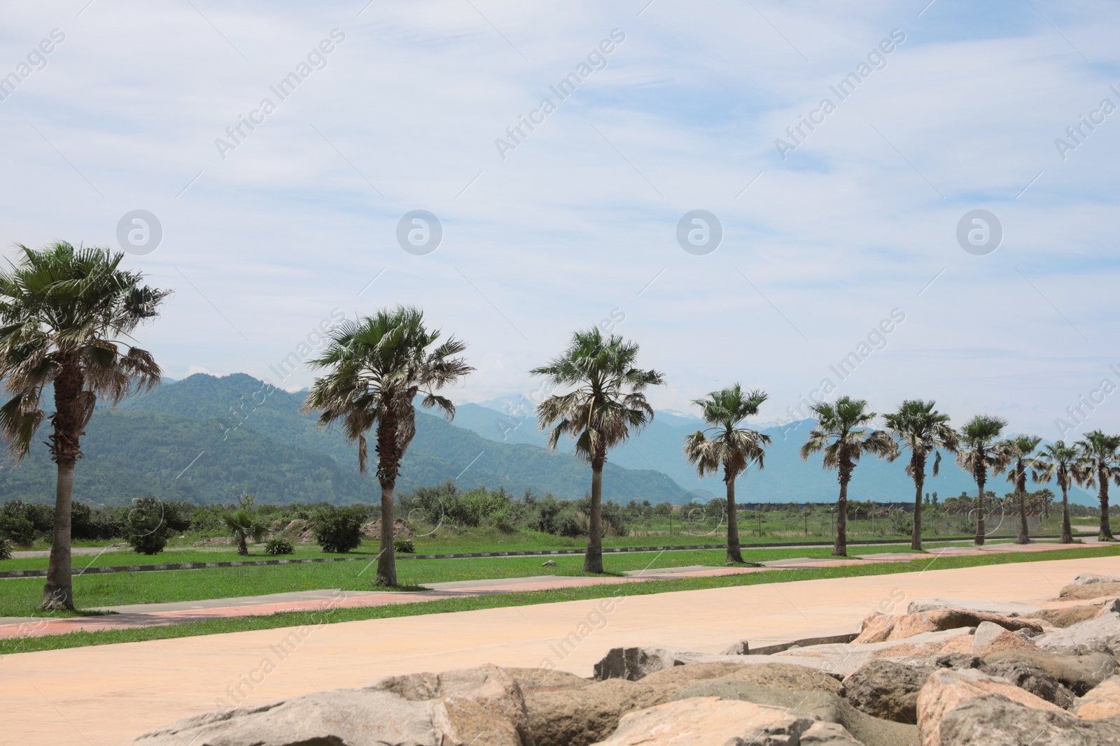 Photo of Beautiful view of alley with palm trees and mountain landscape on background