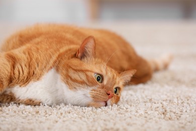 Cute ginger cat lying on carpet at home, closeup