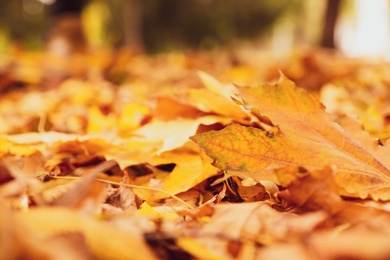 Pile of beautiful autumn leaves on ground
