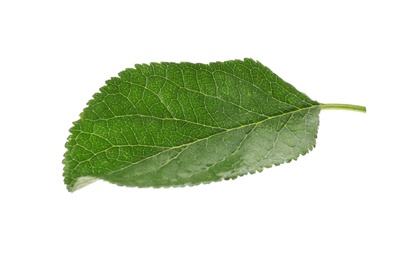 Photo of Fresh green plum leaf isolated on white