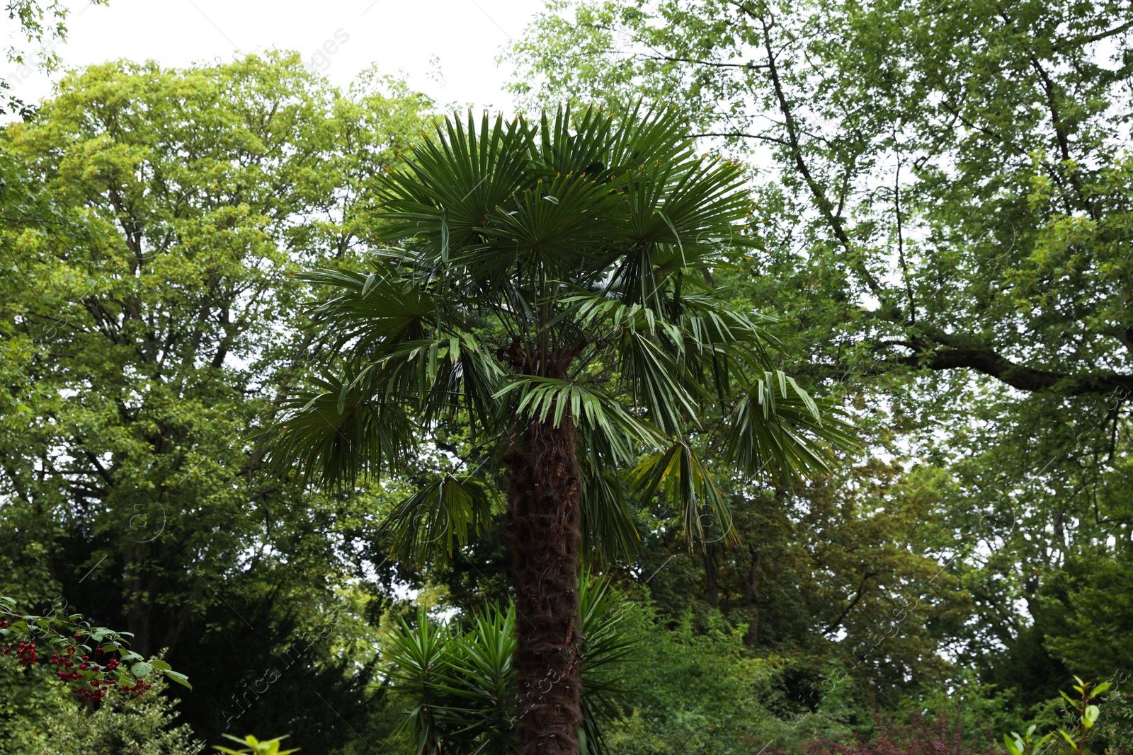 Photo of Beautiful palm and green trees in park