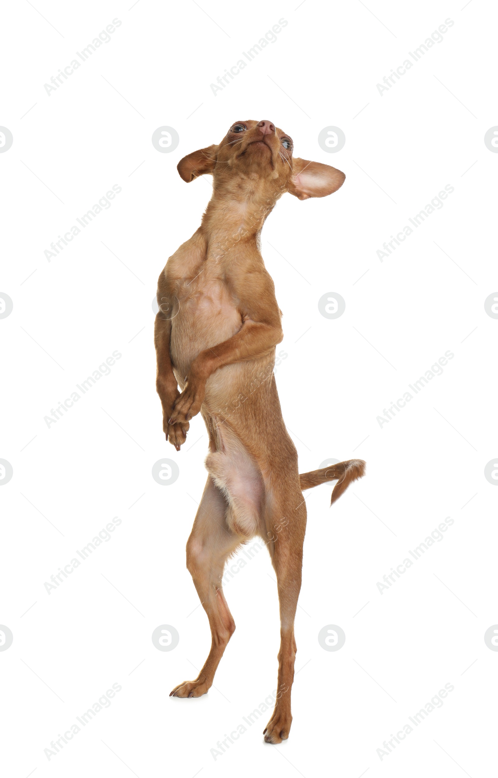 Photo of Cute toy terrier standing on hind legs against white background. Domestic dog